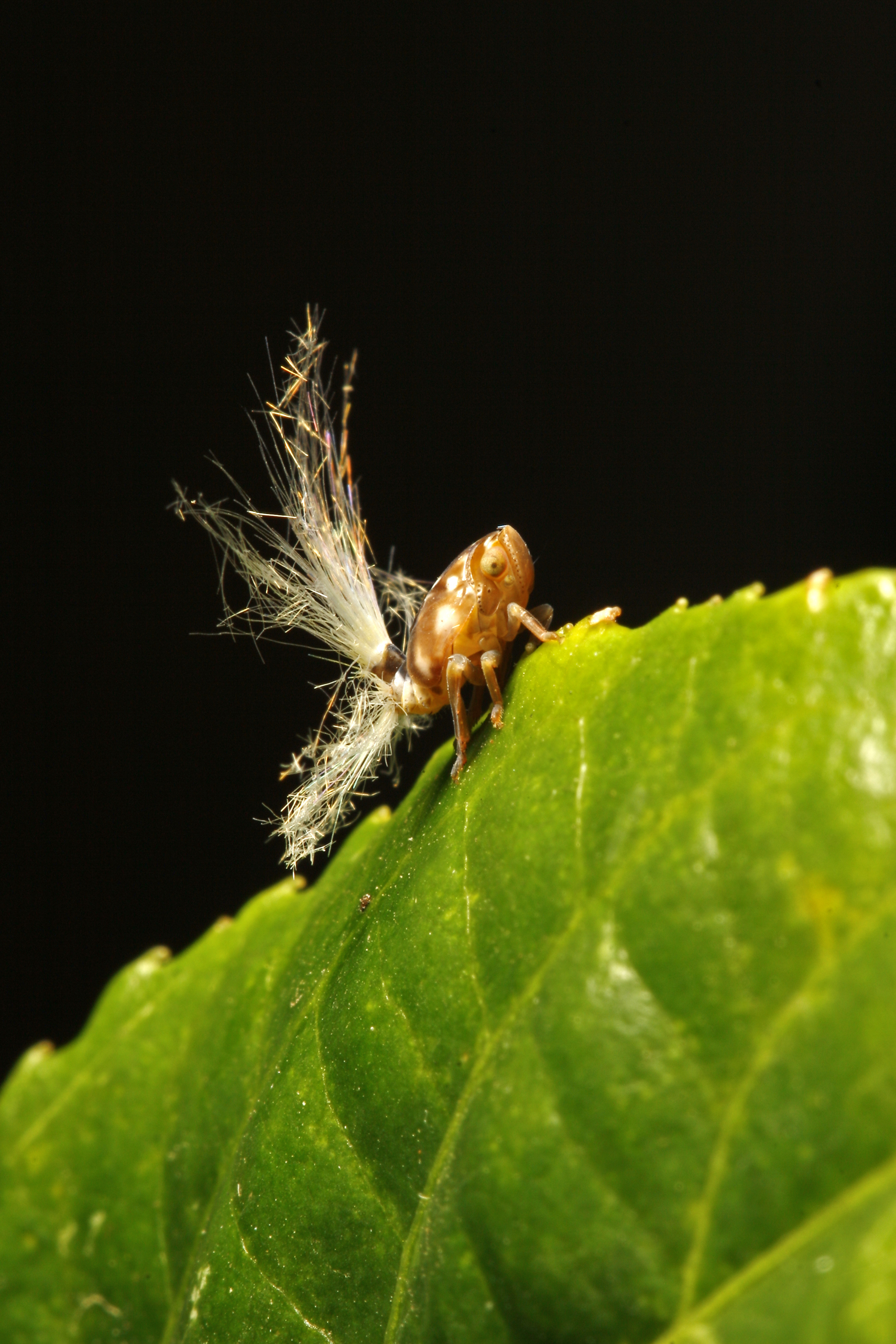 Fluffy Bum Insect How to Control Passionvine Hoppers (Fluffy Bums) | Growing Guides | Daltons
