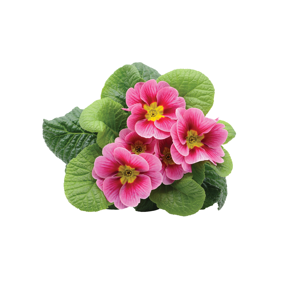 Flower icon