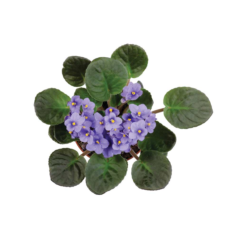houseplant