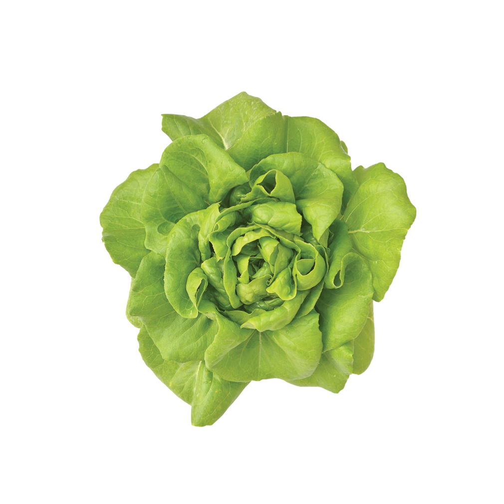 lettuce 2