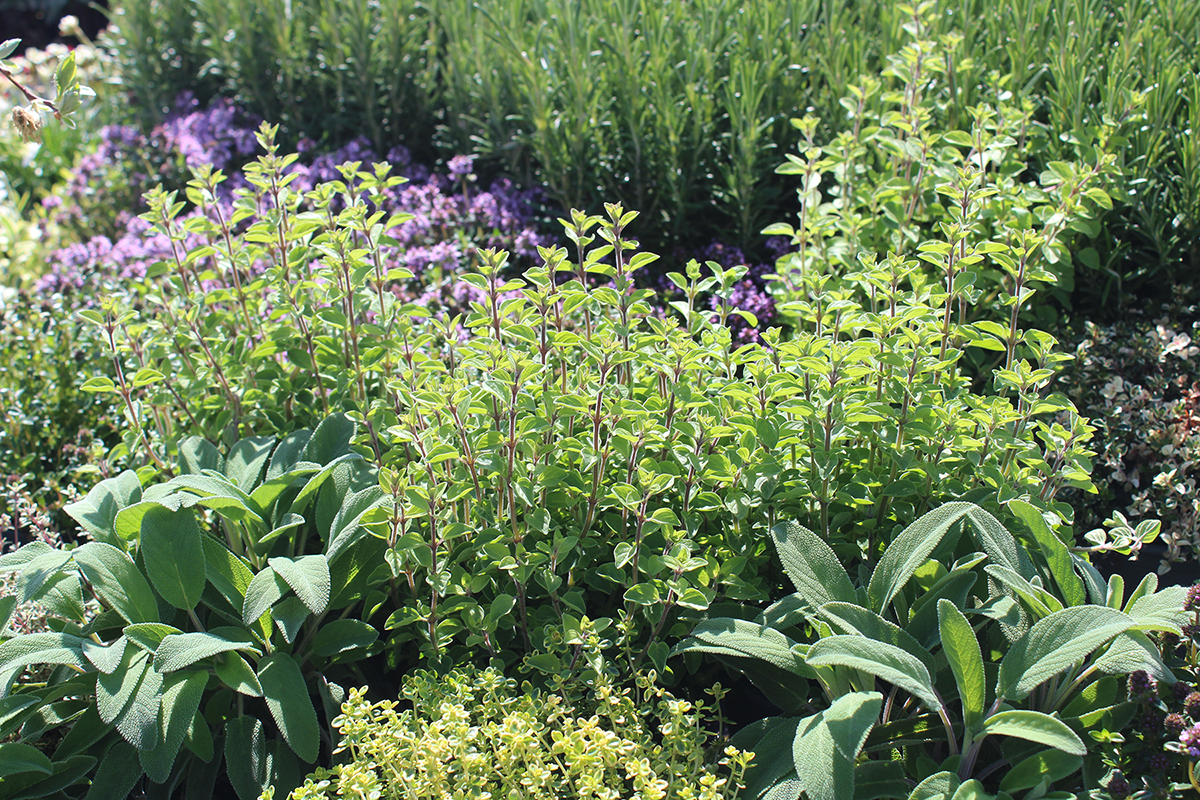 How to Grow Herbs | Daltons