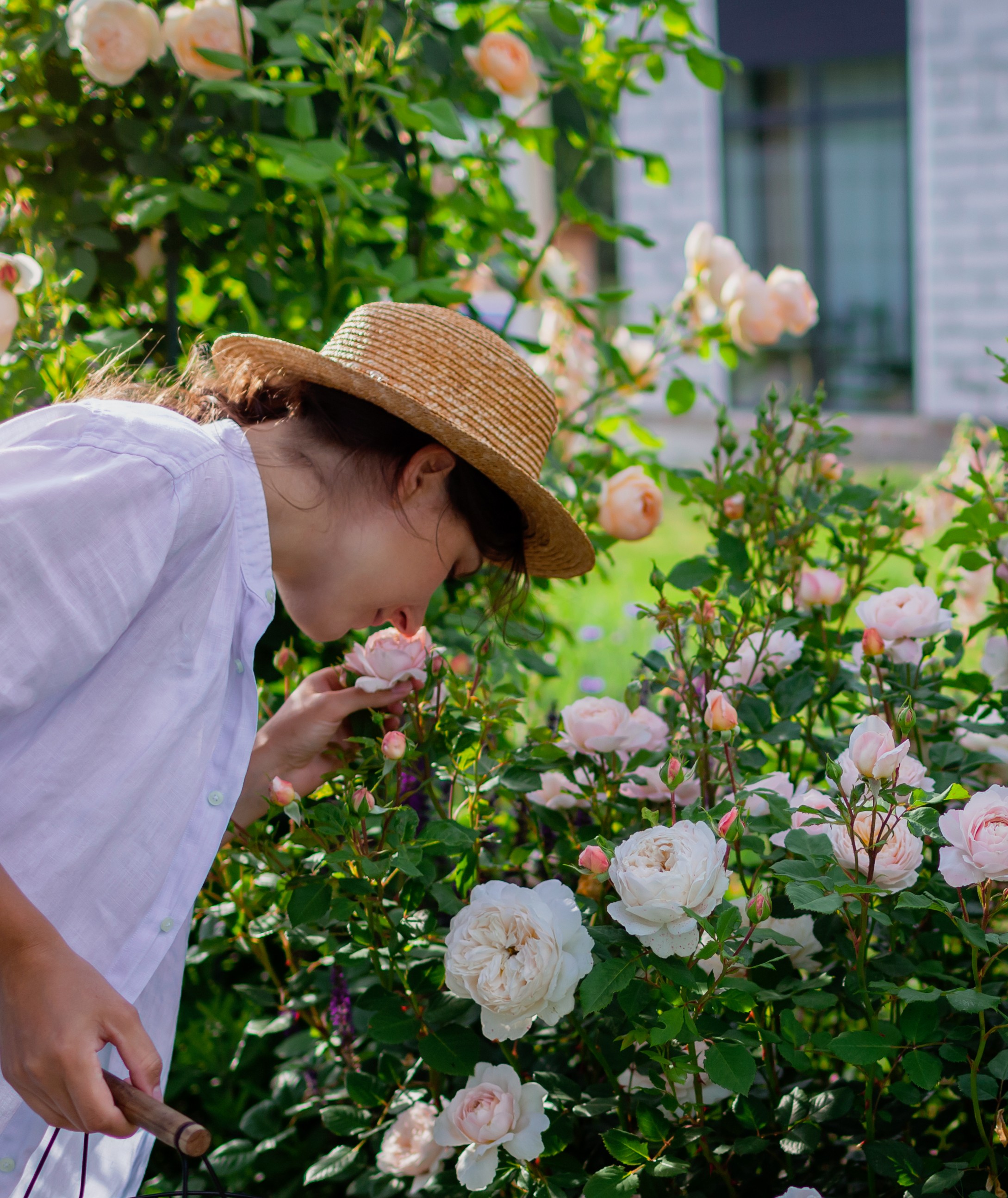 The Best Scented Roses to Grow | Growing Guides | Daltons