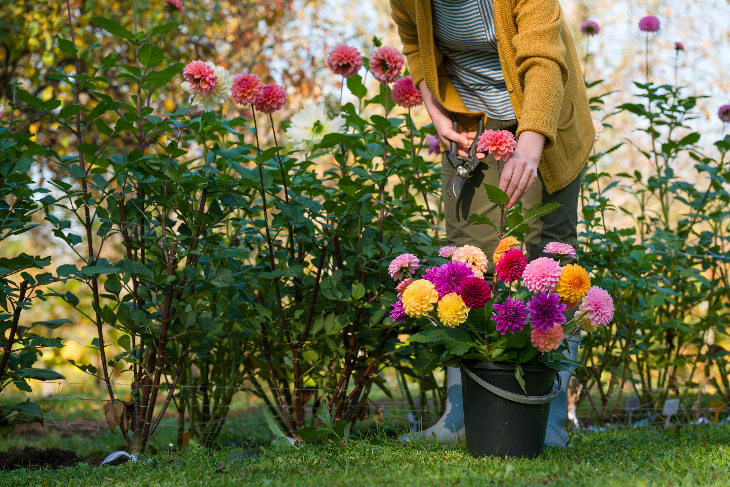 How to Grow a Cut Flower Garden in New Zealand | Daltons