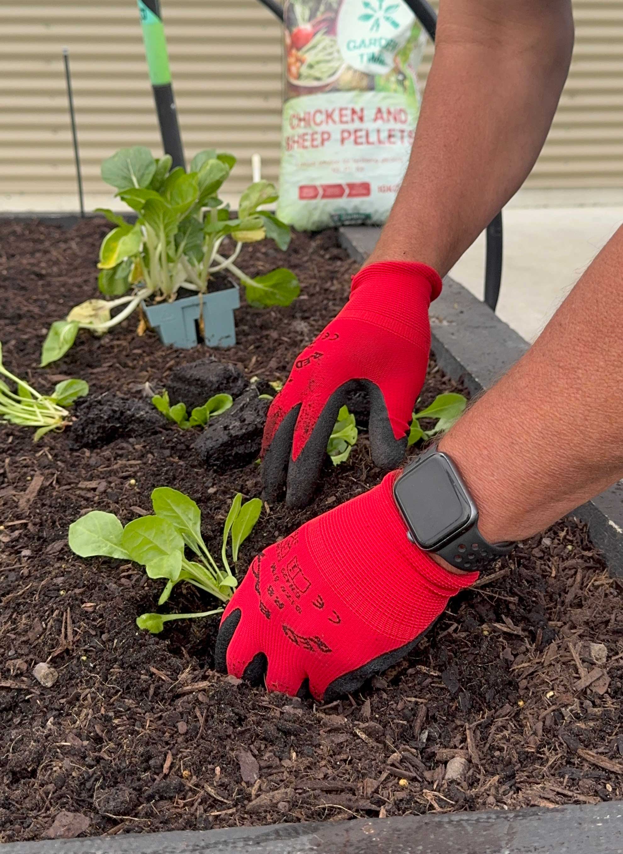 Planting Veggies