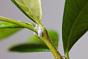 White Aphids (Mealybugs).jpg