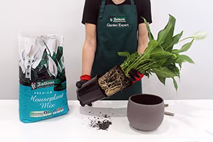 1.Removing plant