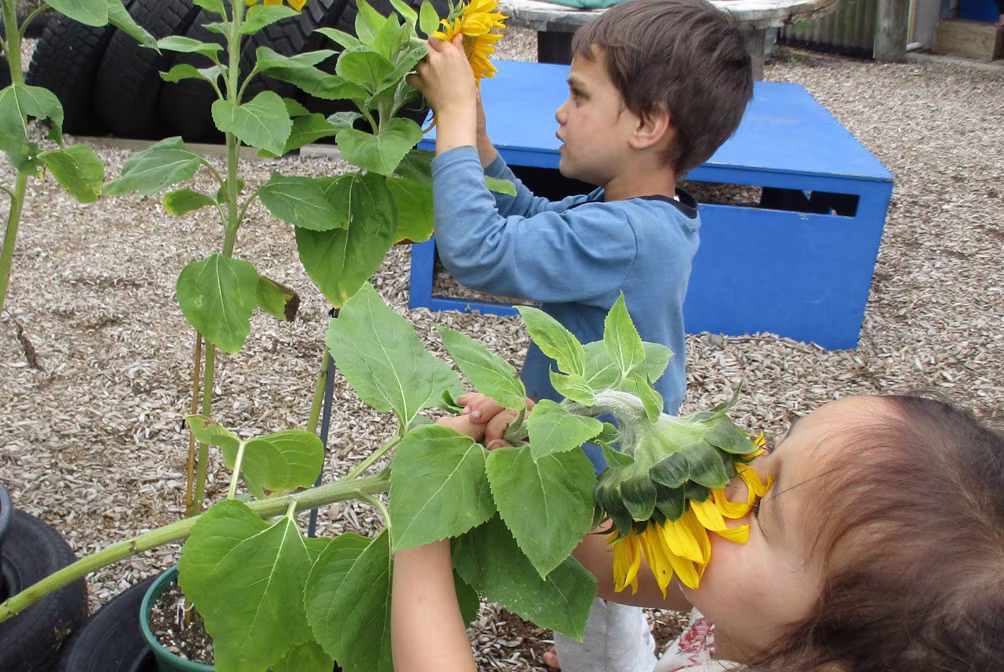 Smelling a sunflower