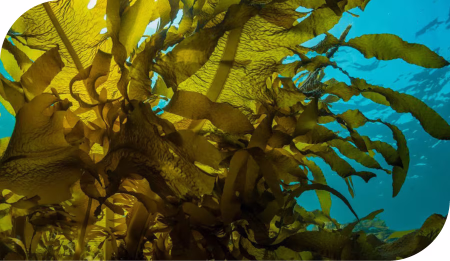 seaweed