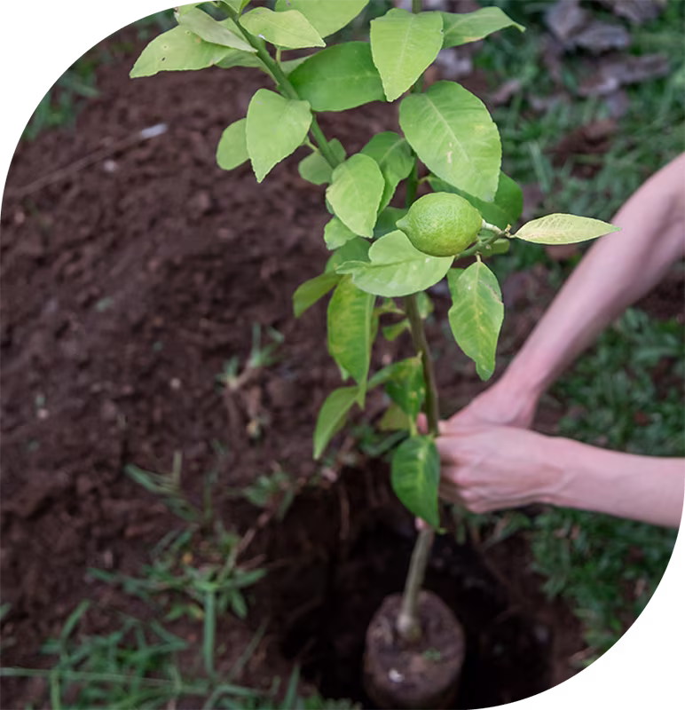 planting lemon tree
