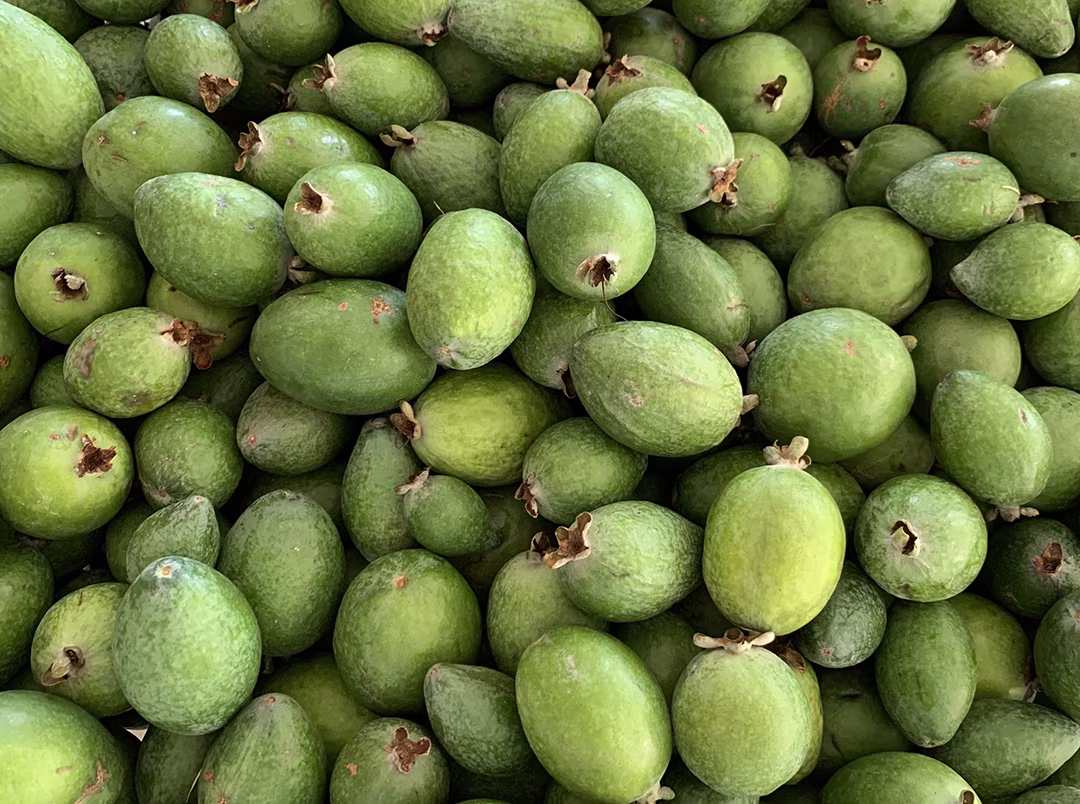 Feijoas