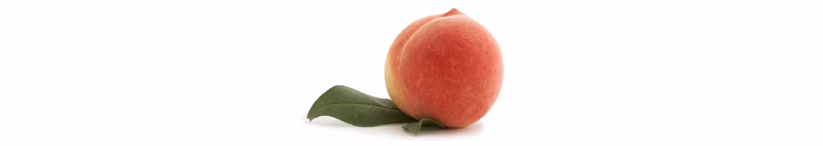 Peach isolated Growing Fruit Trees