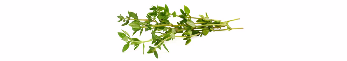 Thyme