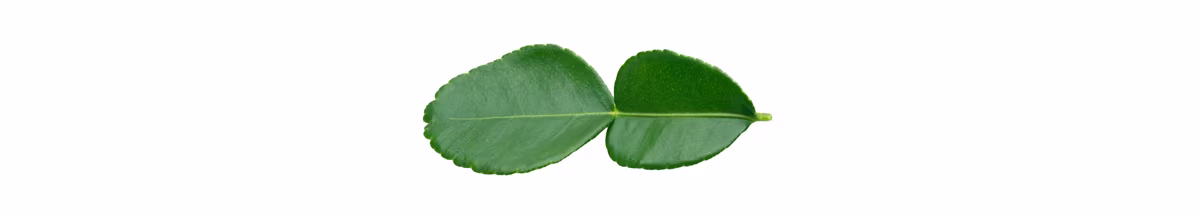 kaffir lime leaves