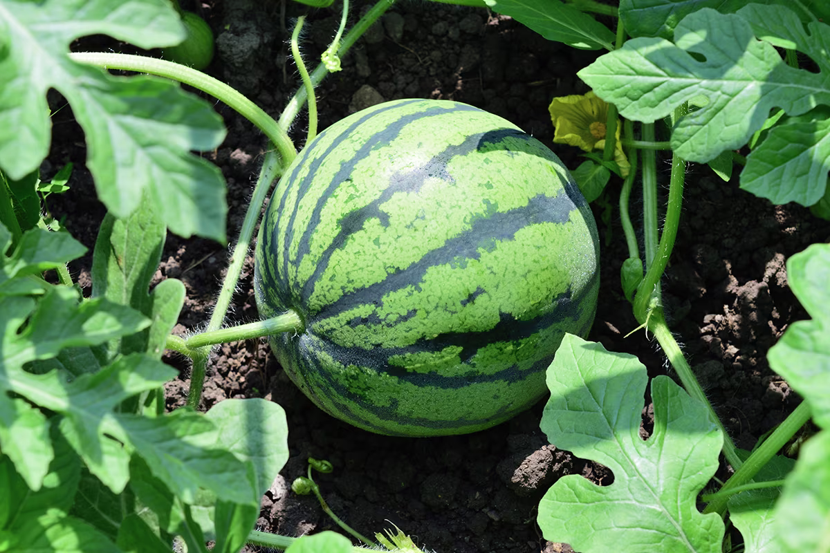 Watermelon growing