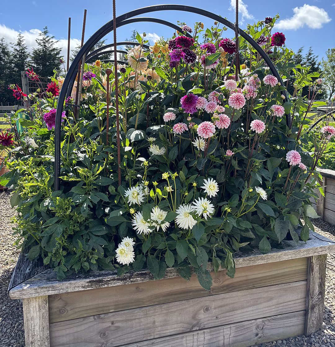 dahlia bed