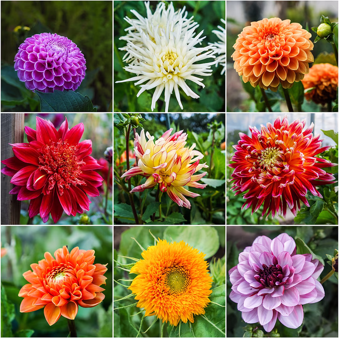 different dahlia types
