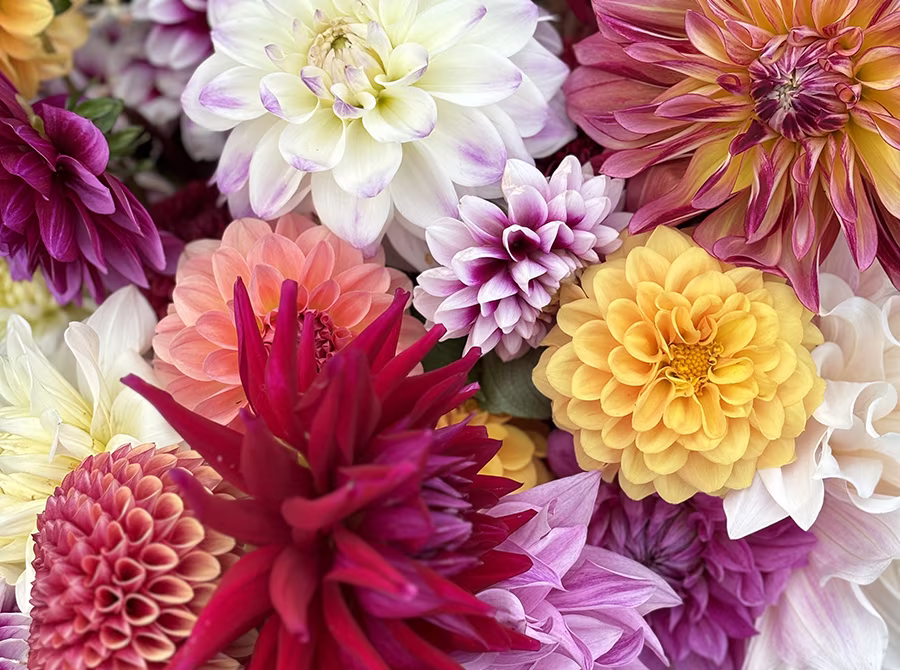 dahlia blooms