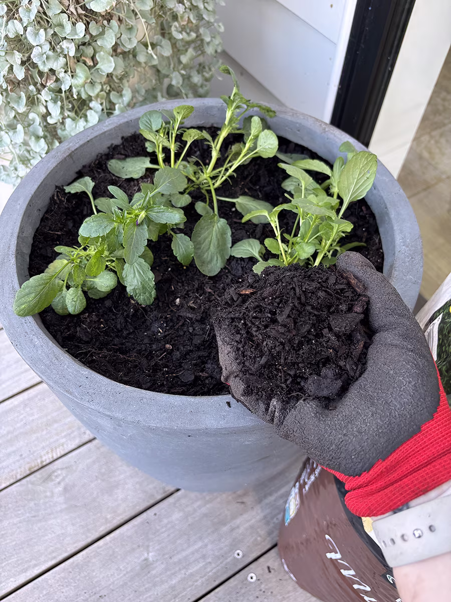 mulching container plants