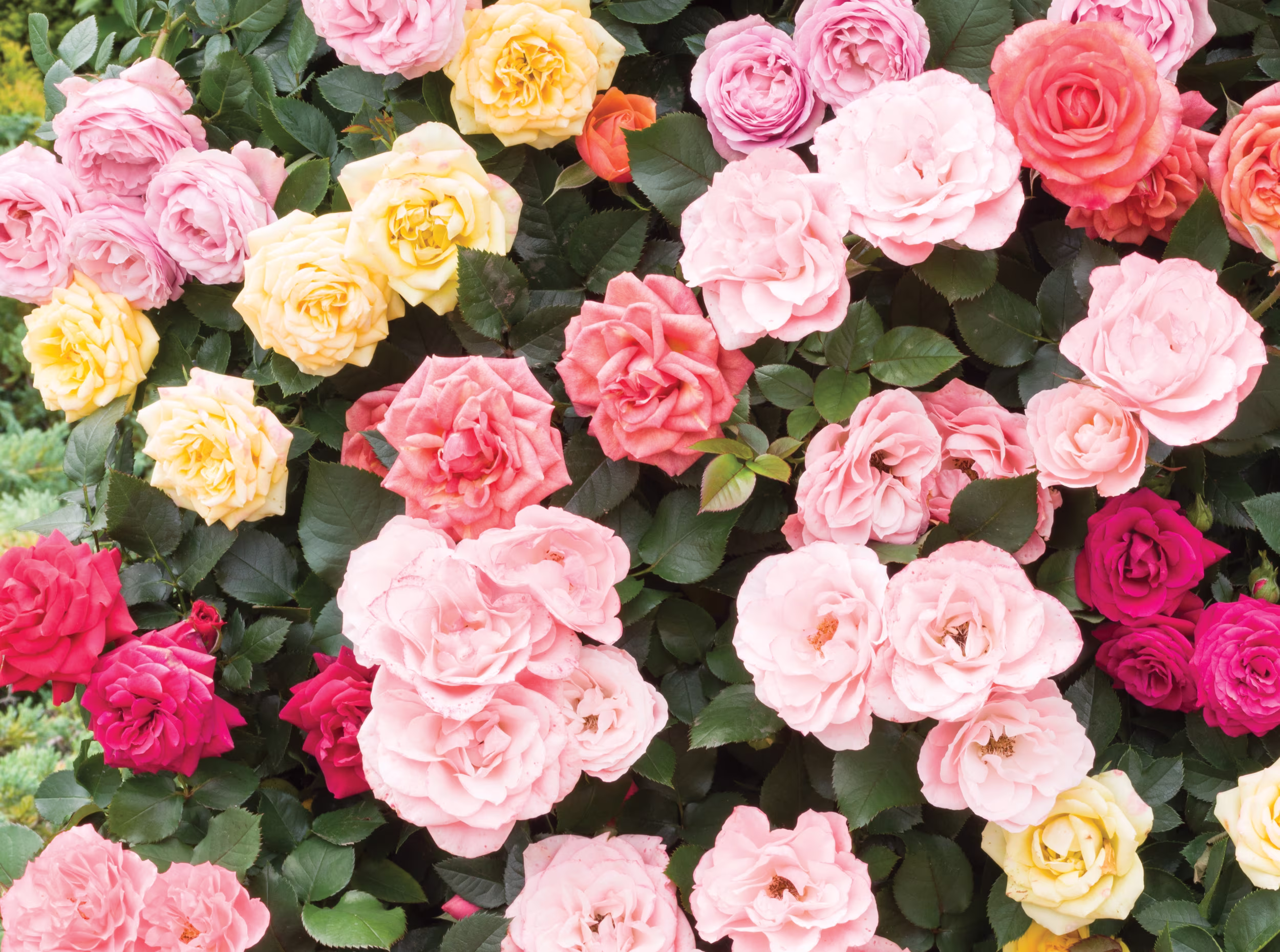 Roses