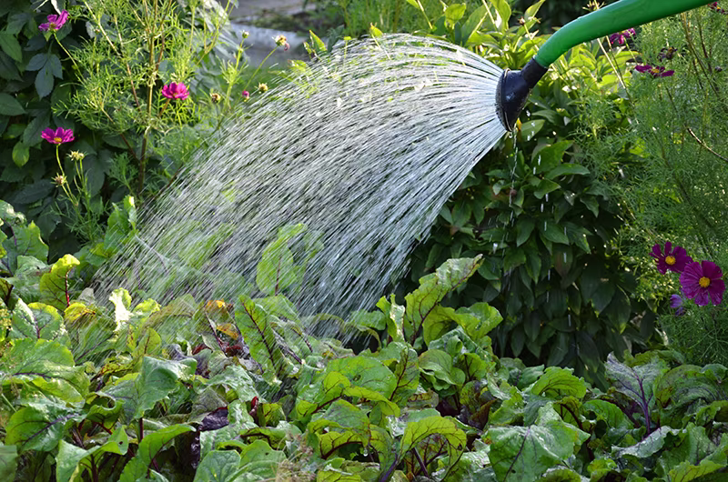 Watering plants