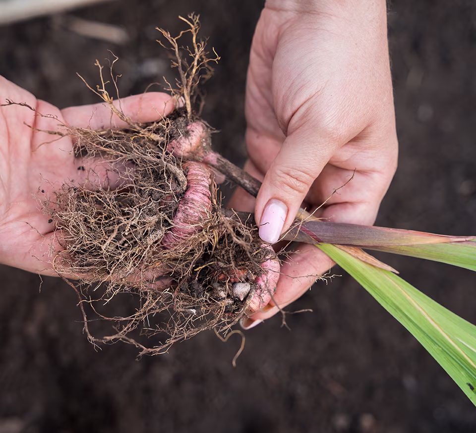 lifting bulbs
