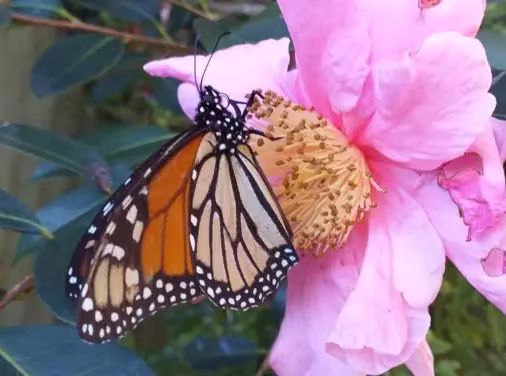 Moths and Butterflies of NZ Trust