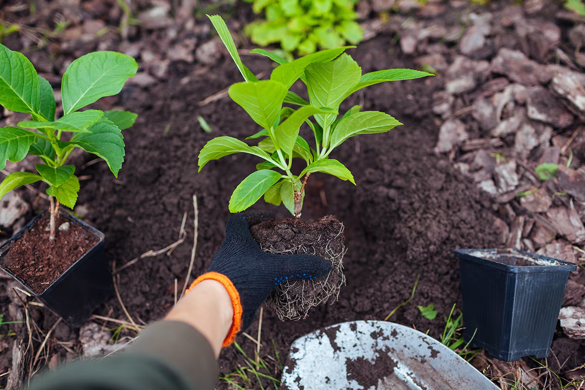 Planting hydrangea