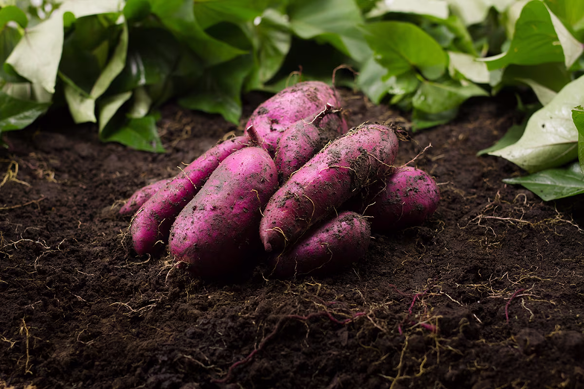 Kumara in the garden
