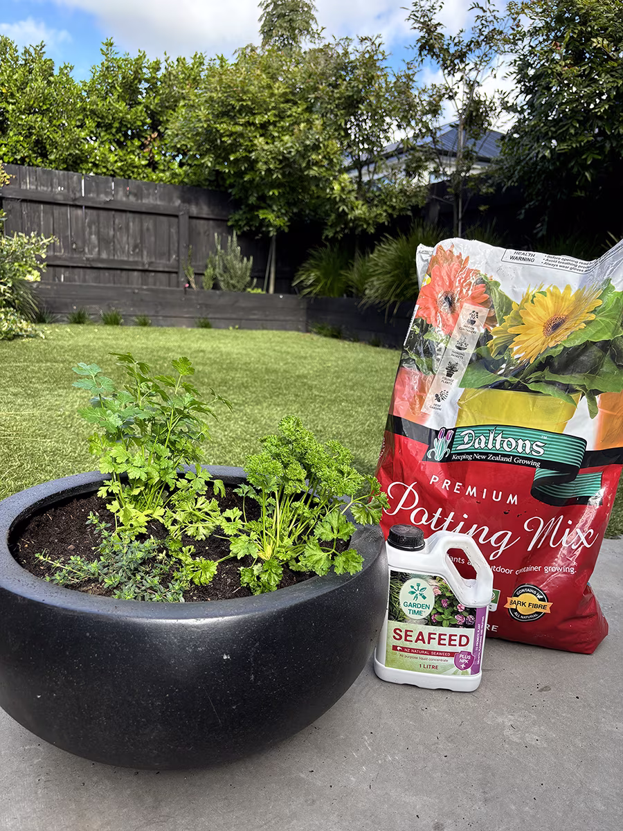 Herb Container Premium Mix