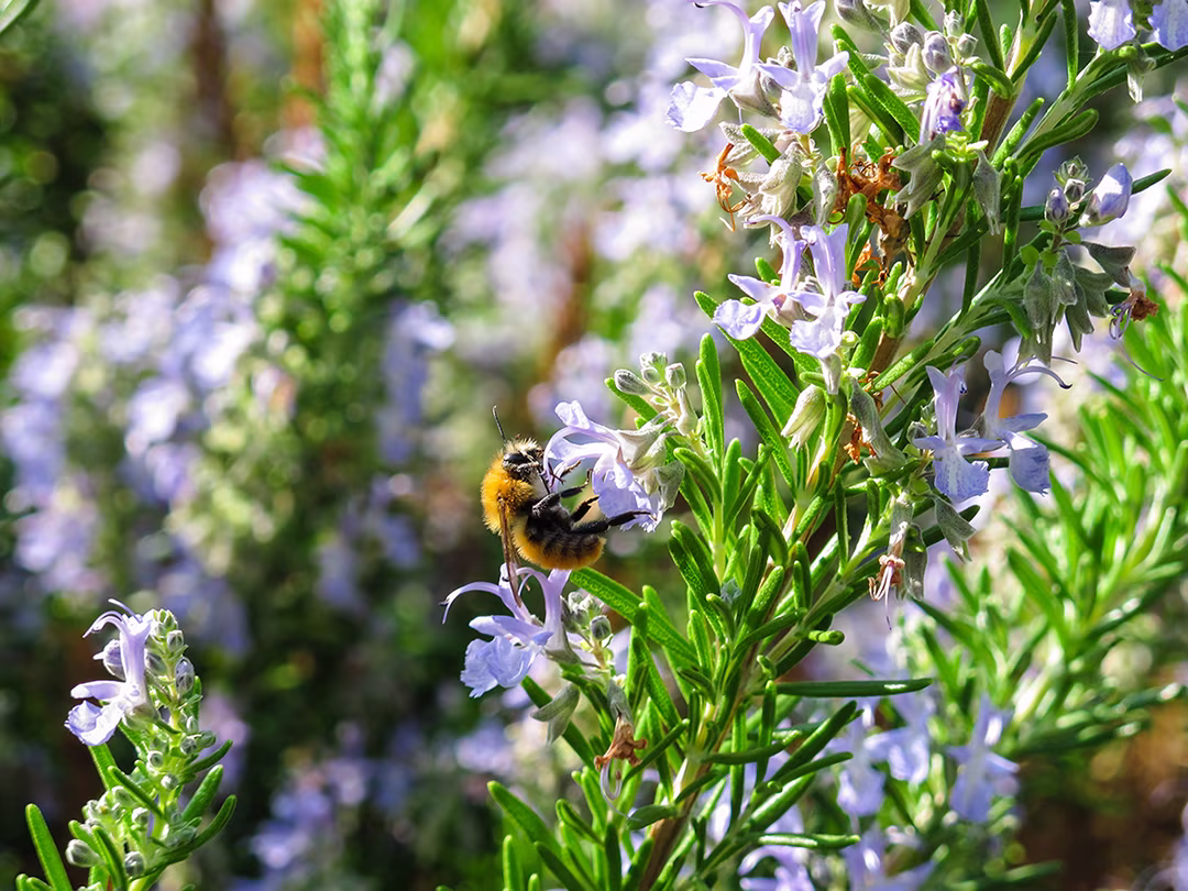Rosemary companion plant attracting bees sm