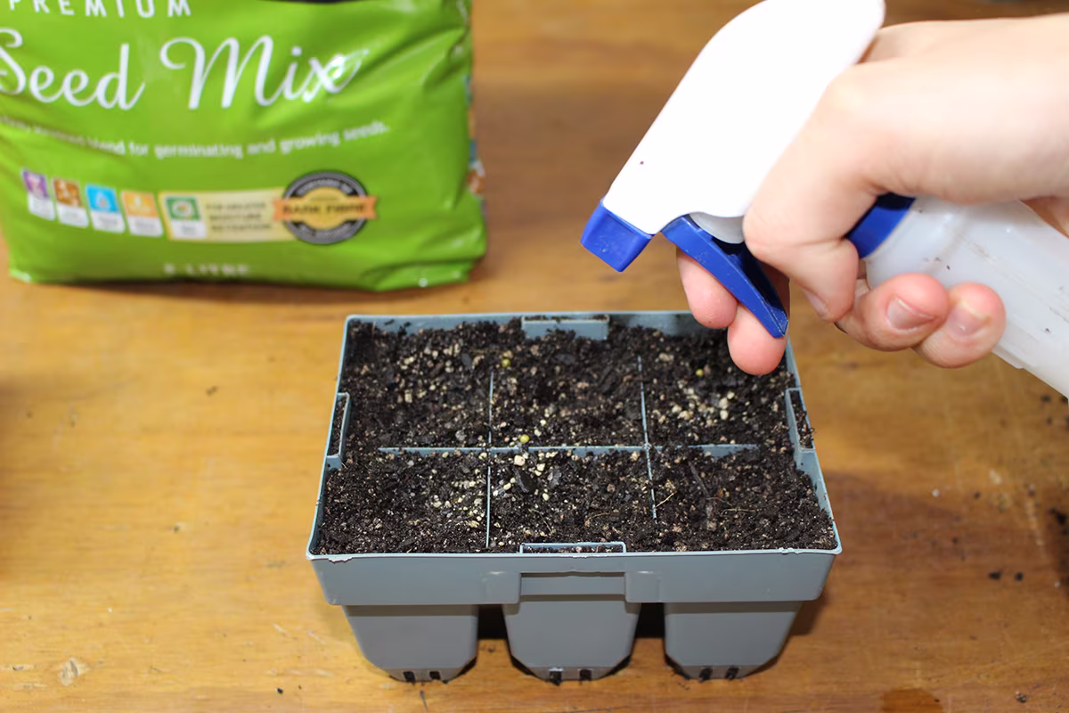 Seed sowing