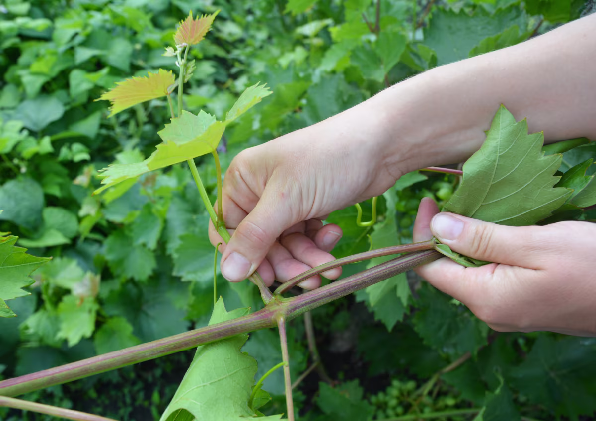 Grapes excess shoots