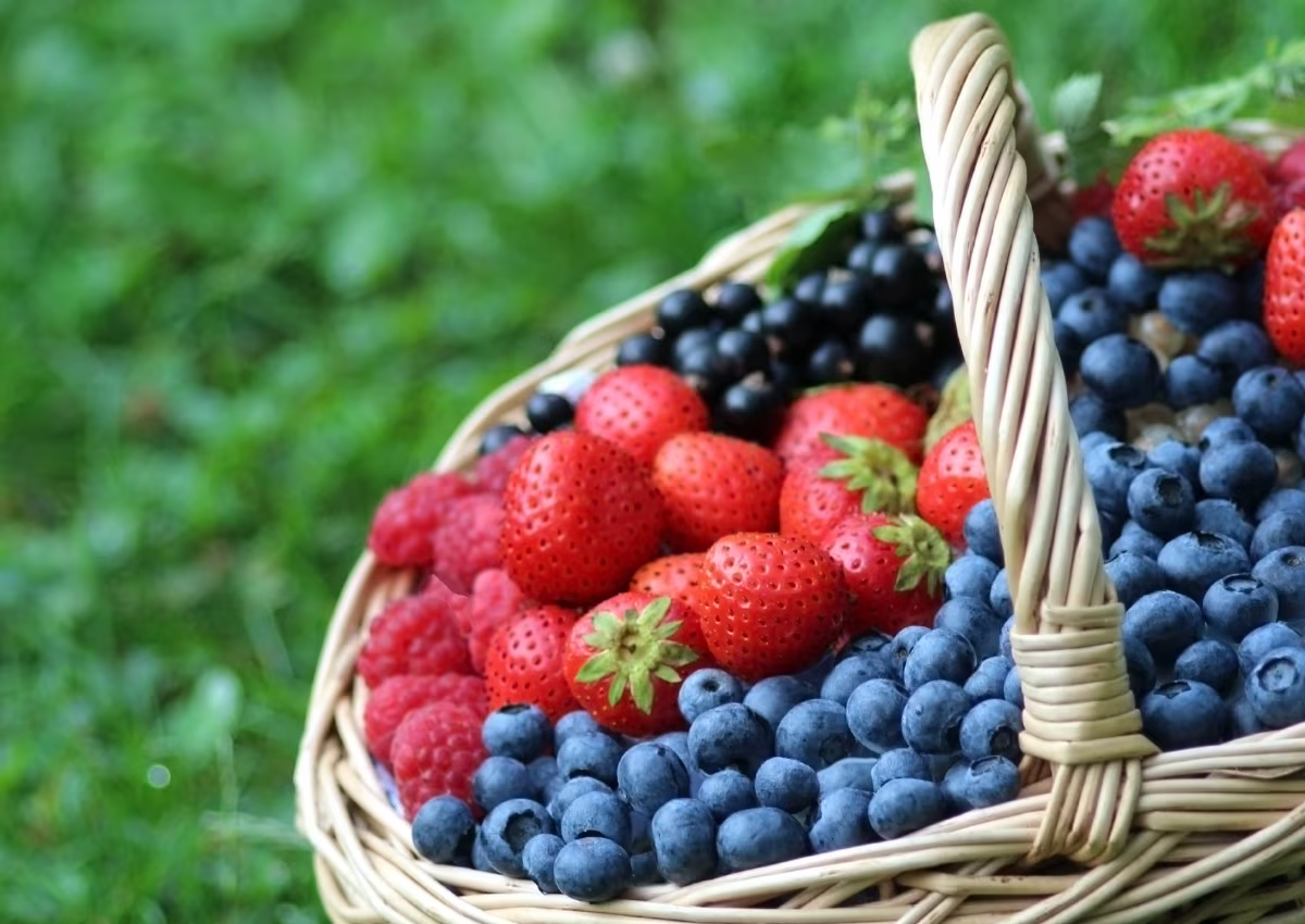 Summer Berry Harvest