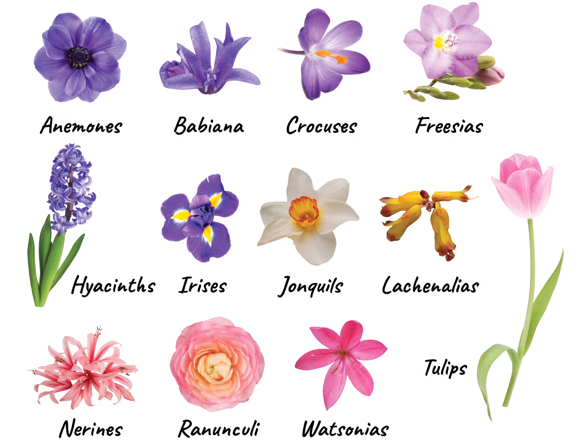 February Bulbs