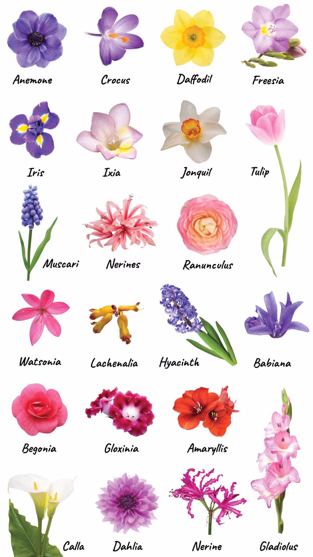 Bulb Varieties