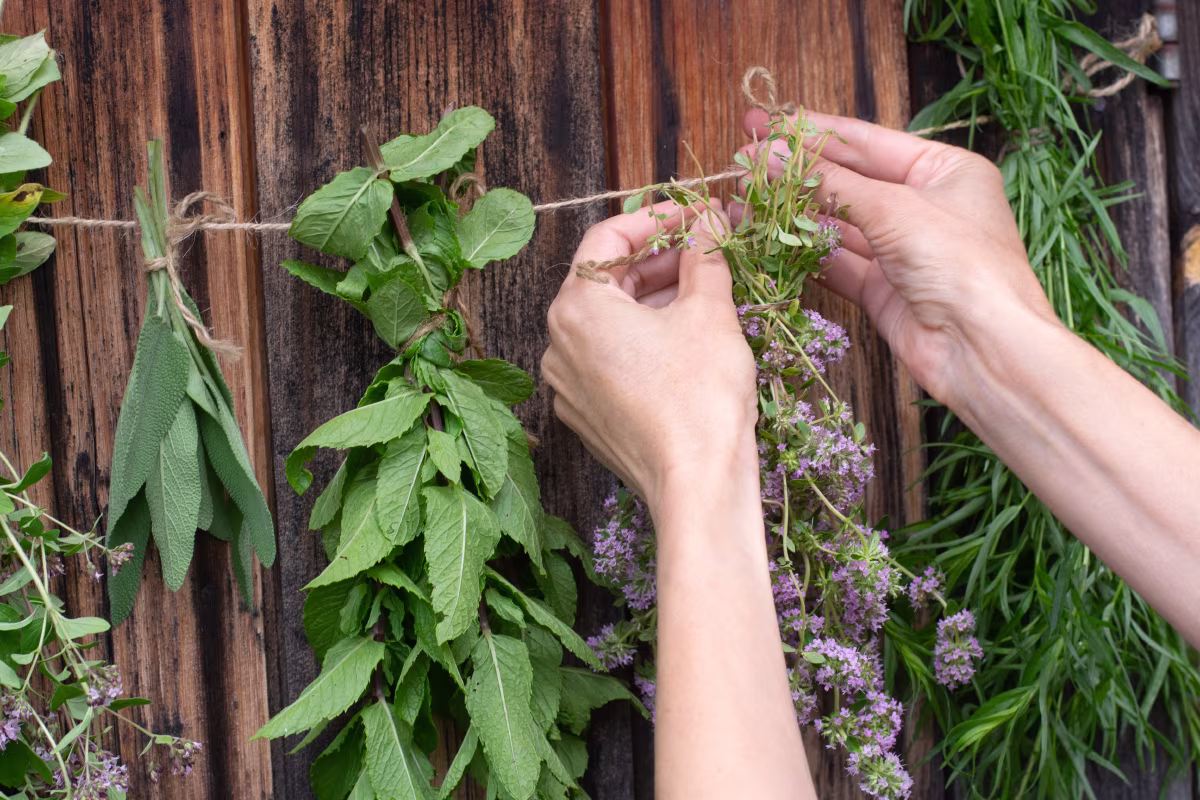 Drying herbs