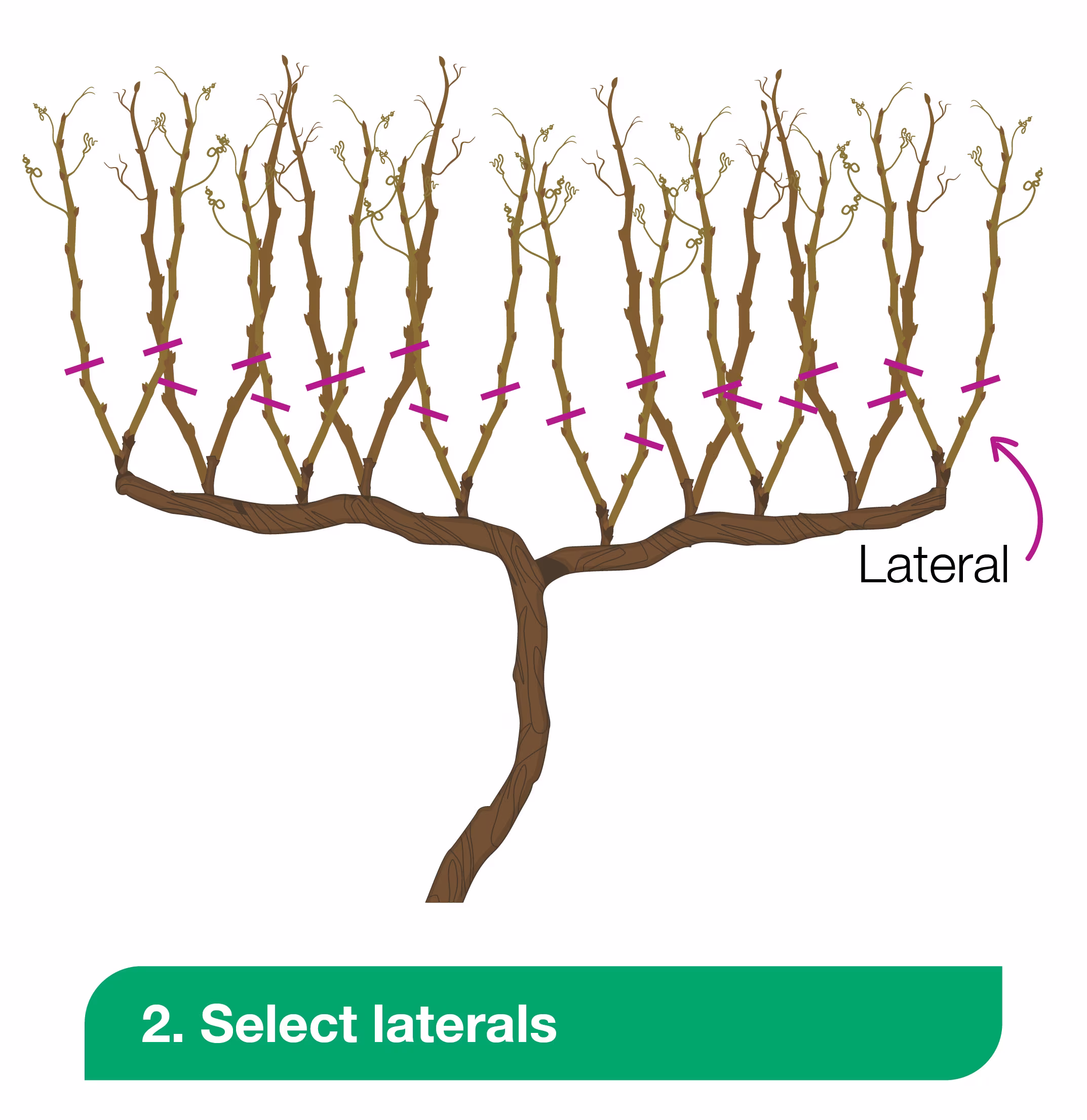 pruning grapes