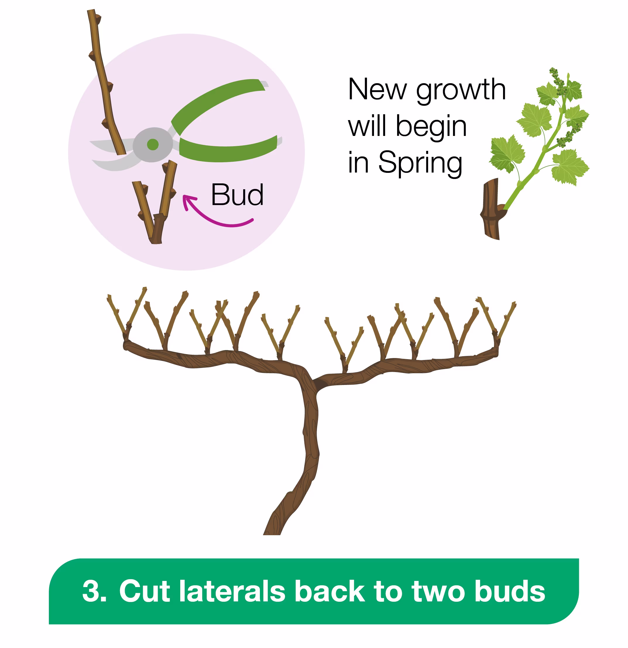 pruning grapes