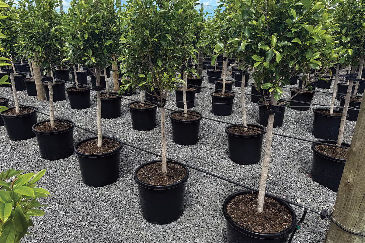 Commercial growers