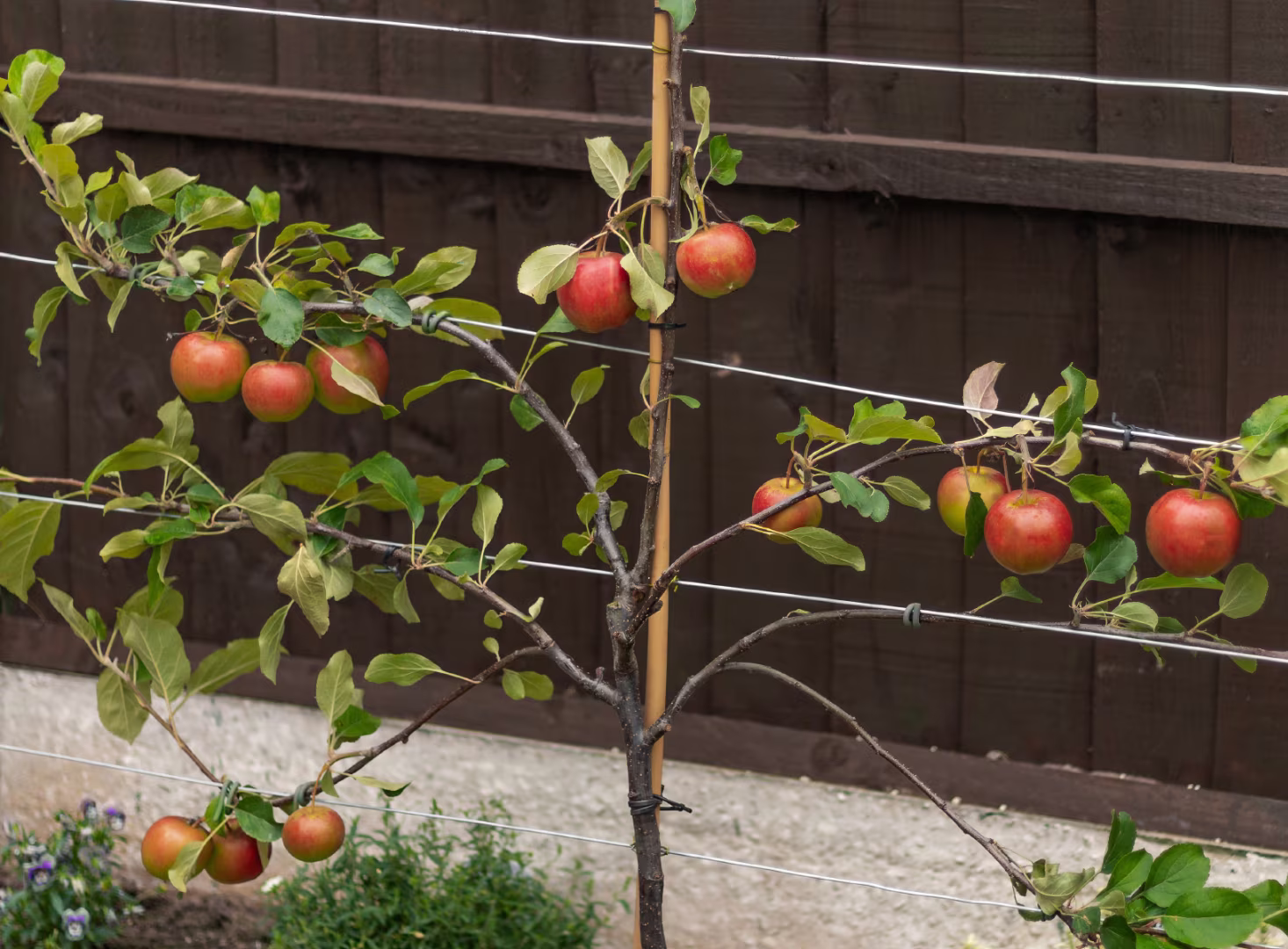 Espaliering Fruit Trees