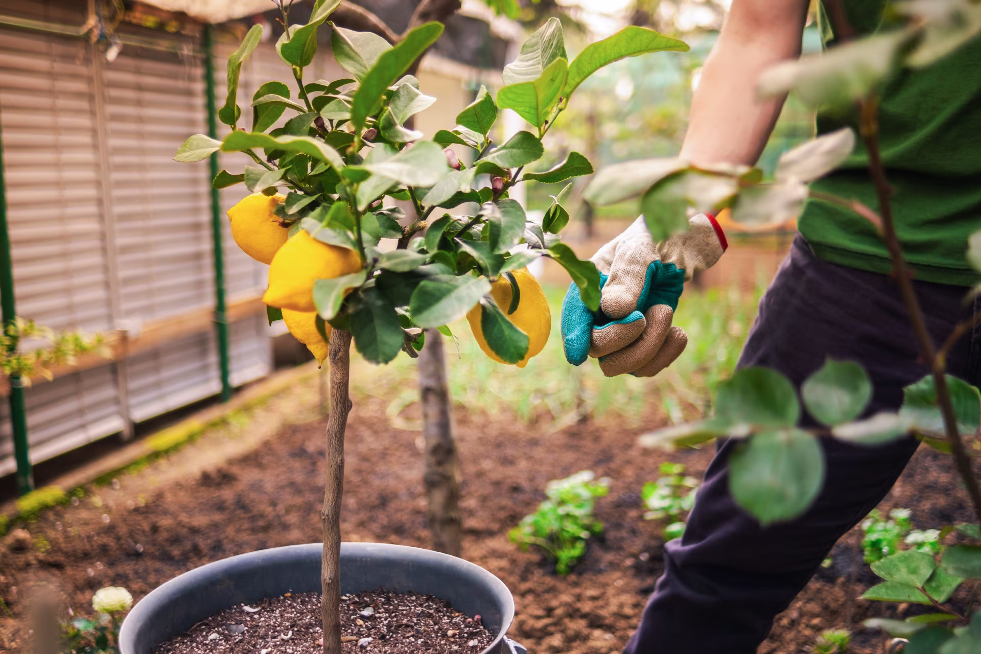 lemon tree in pot