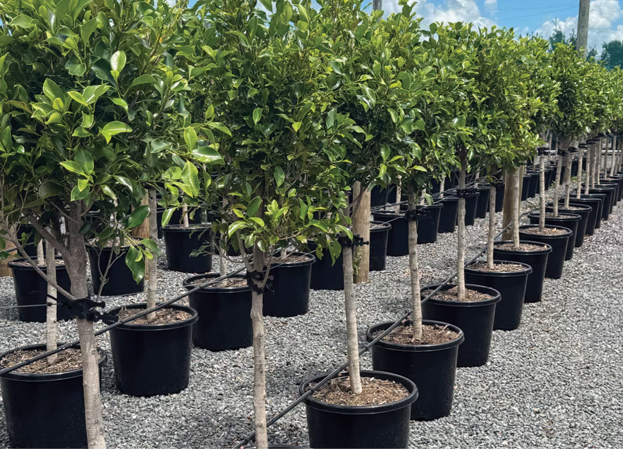 Icon Trees