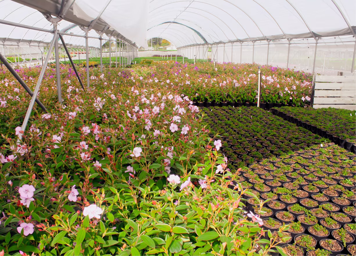 Robinsons Nursery