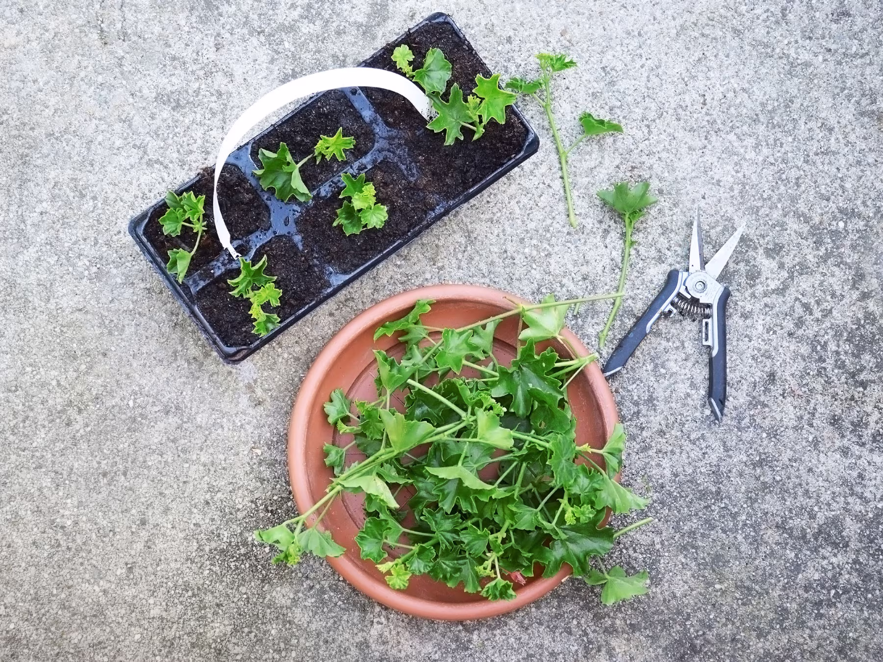 Geraniums-propagation-from-cuttings