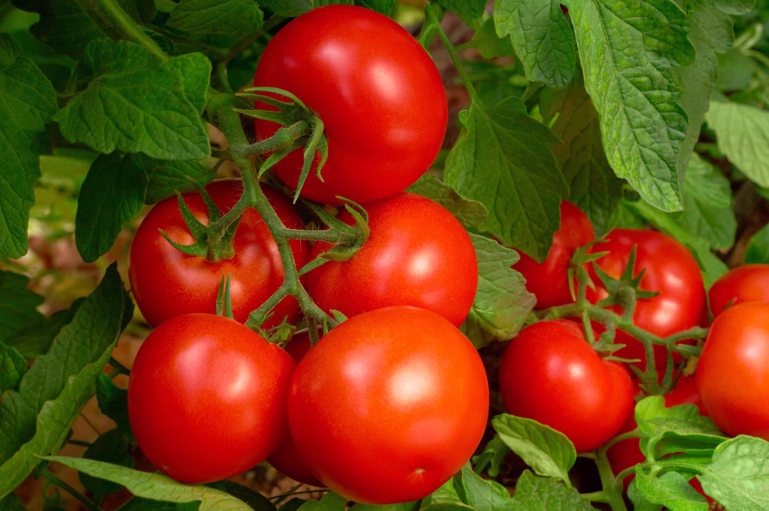 Tomatoes