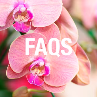 Orchiata FAQs B.jpg