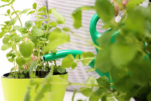 Herb watering in pot iS508091006M.jpg
