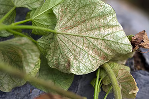 Red Spider Mite.jpg