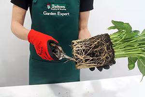 2.Trim roots