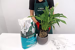 4.Place plant 